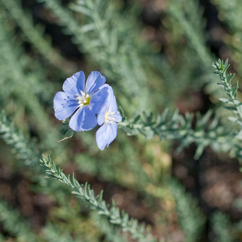 Flax, Blue (1/4 lb), Garden from Grow Organic