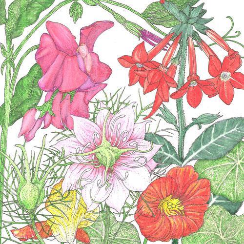Fragrant Garden Wildflower Mix (1/4 lb), Garden from Grow Organic