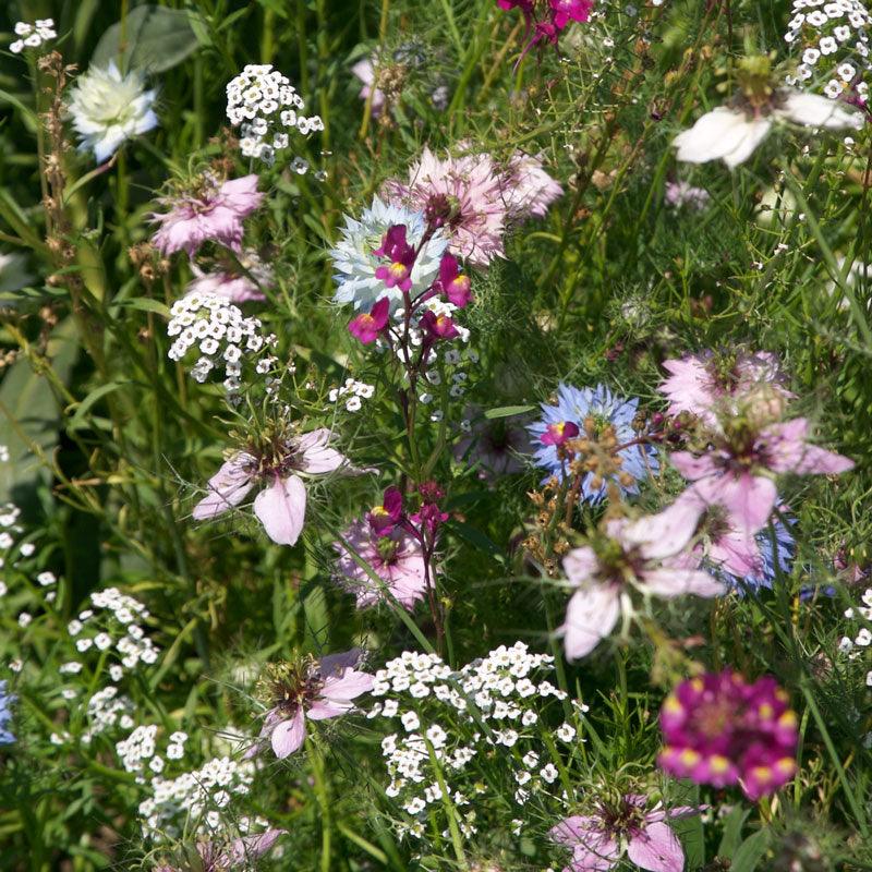 Fragrant Garden Wildflower Mix (pack)