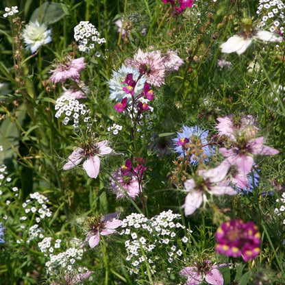 Fragrant Garden Wildflower Mix (pack)