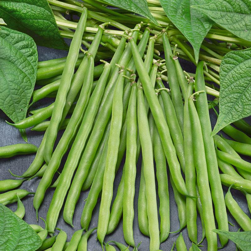 French Garden Bean Seeds (Organic), Garden from Grow Organic