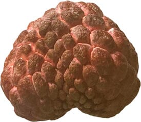Red Sugar Apple, Sweetsop, Annona Tree, Fruit Trees from Everglades Farm