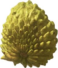 Green Sugar Apple, Sweetsop, Annona Tree, Fruit Trees from Everglades Farm