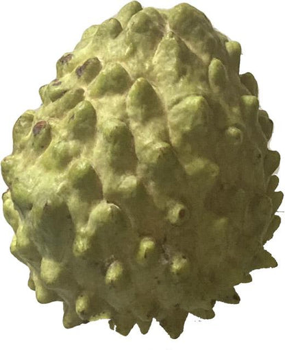 Green Sugar Apple, Sweetsop, Annona Tree, Fruit Trees from Everglades Farm