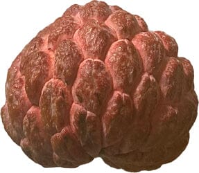 Red Sugar Apple, Sweetsop, Annona Tree, Fruit Trees from Everglades Farm