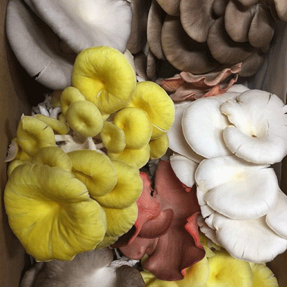 DRIED OYSTER MUSHROOMS, Pantry from Mushroom Mountain