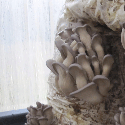 DRIED OYSTER MUSHROOMS, Pantry from Mushroom Mountain