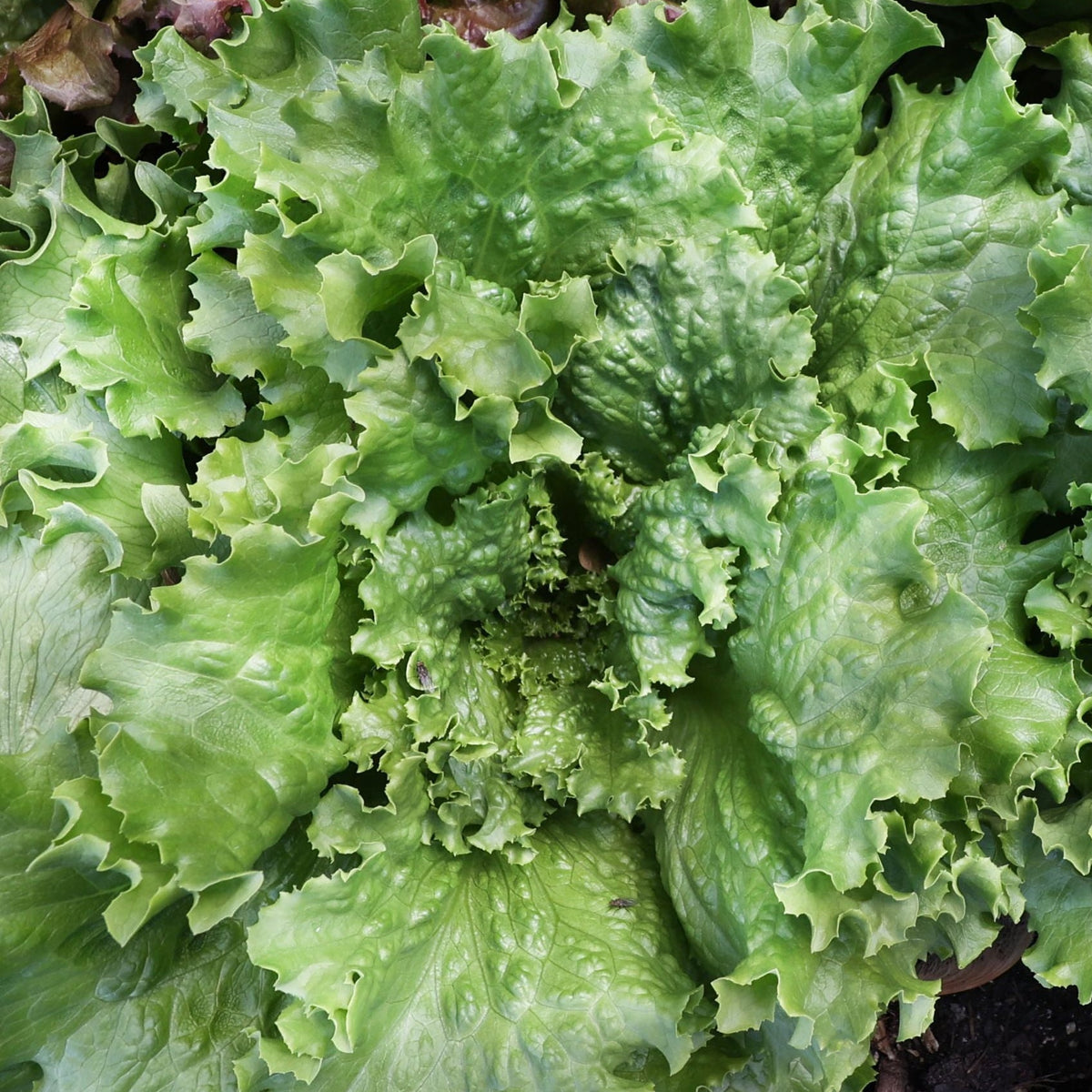 Crisp Mint Lettuce by MIgardener