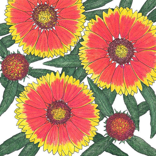 Gaillardia, Blanketflower (1/4 lb), Garden from Grow Organic
