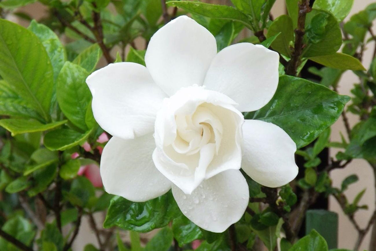 August Beauty Gardenia Shrub white flower from Everglades Farm