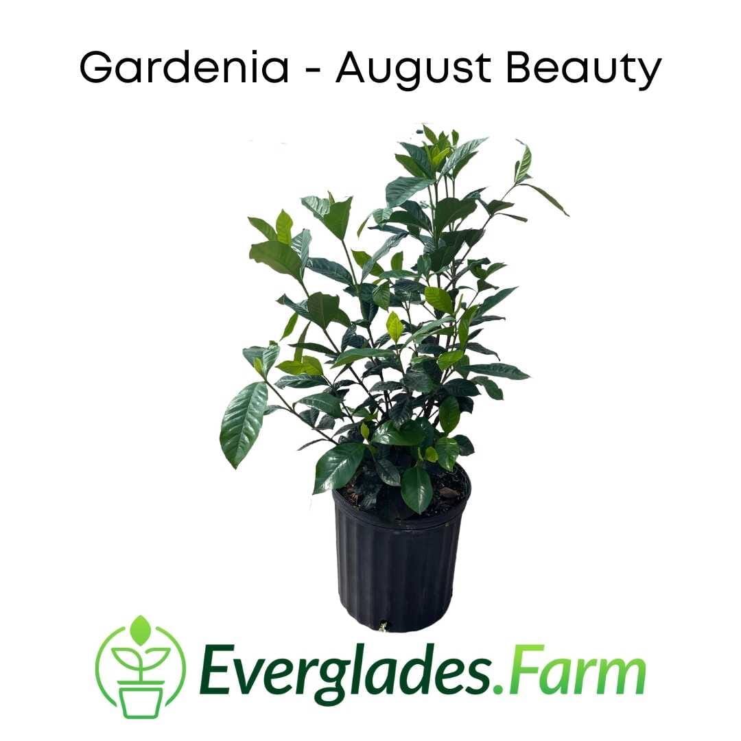 August Beauty Gardenia Shrub white flower from Everglades Farm