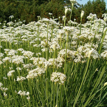 Garlic Chives Seeds (Organic), Garden from Grow Organic