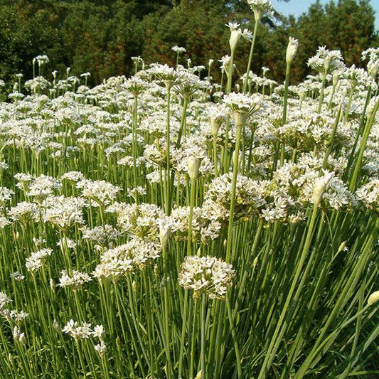Garlic Chives Seeds (Organic), Garden from Grow Organic