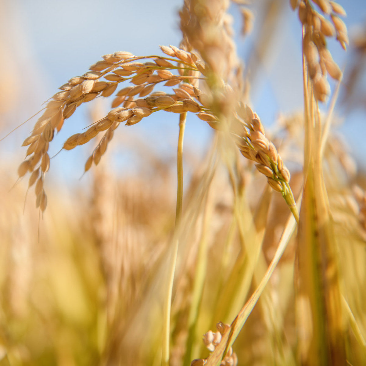 Organic Gluten Free Brown Rice Bucatini from Jovial Foods, Inc