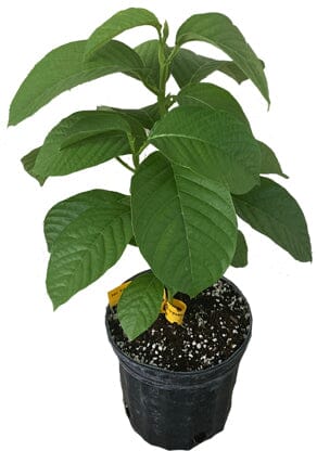 Giant Granadilla Plant from Everglades Farm