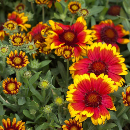 Gaillardia, Indian Blanket (1/4 lb), Garden from Grow Organic