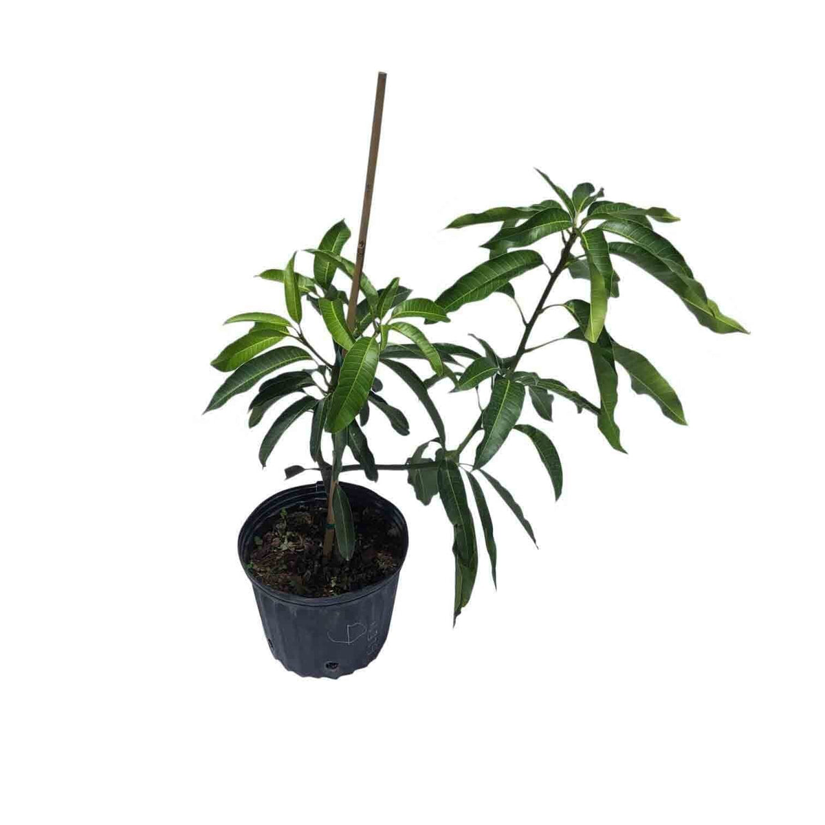 Glenn Mango Tree, Grafted, Fruit Trees from Everglades Farm