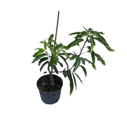 Glenn Mango Tree, Grafted, Fruit Trees from Everglades Farm