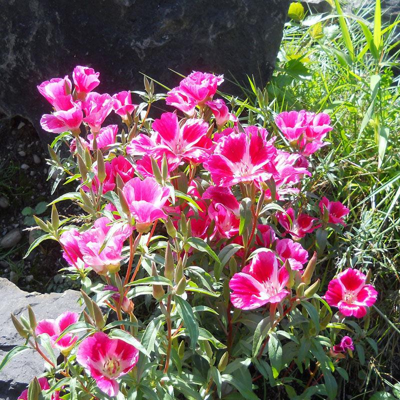 Godetia, Semi-Tall Single Mix (1/4 lb), Garden from Grow Organic