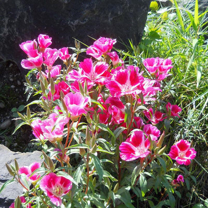 Godetia, Semi-Tall Single Mix (1/4 lb), Garden from Grow Organic