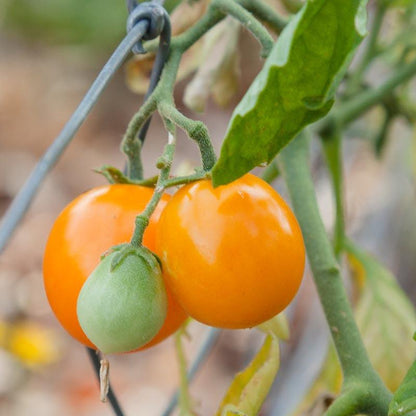 Gold Nugget Tomato Seeds (Organic), Garden from Grow Organic