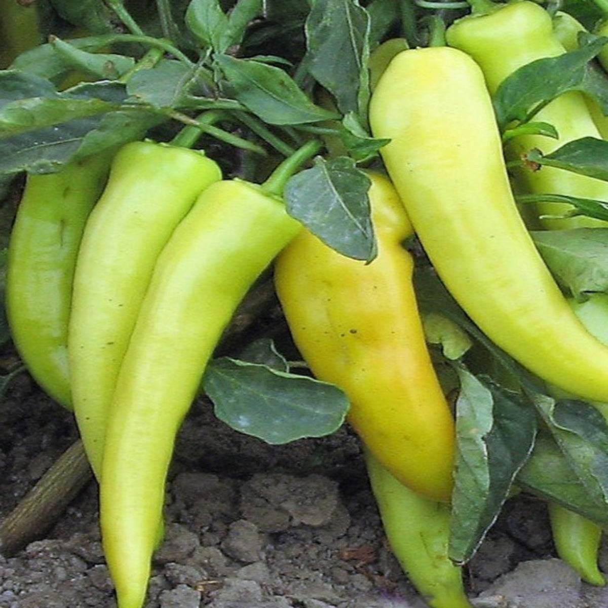 Golden Dagger Hybrid Hot Pepper Seeds by Papaws Garden Supply