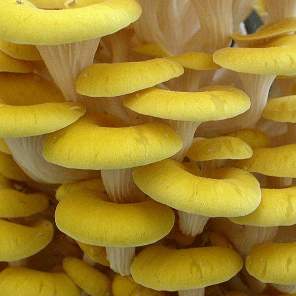 DRIED OYSTER MUSHROOMS, Pantry from Mushroom Mountain