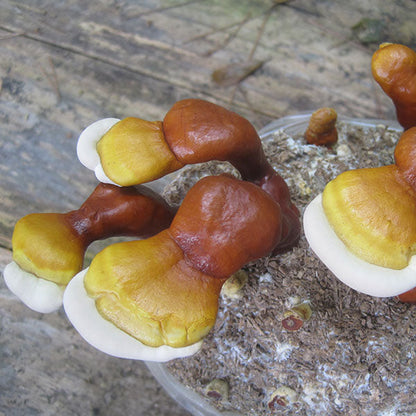 Reishi Mushroom Plugs - (Ganoderma spp.), Garden from Mushroom Mountain