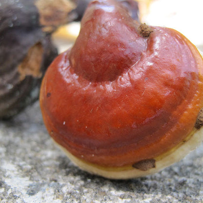Reishi Mushroom Plugs - (Ganoderma spp.), Garden from Mushroom Mountain