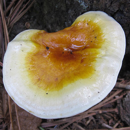 Reishi Mushroom Plugs - (Ganoderma spp.), Garden from Mushroom Mountain