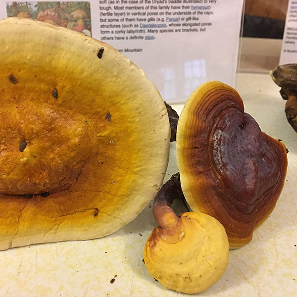 Reishi Mushroom Plugs - (Ganoderma spp.), Garden from Mushroom Mountain