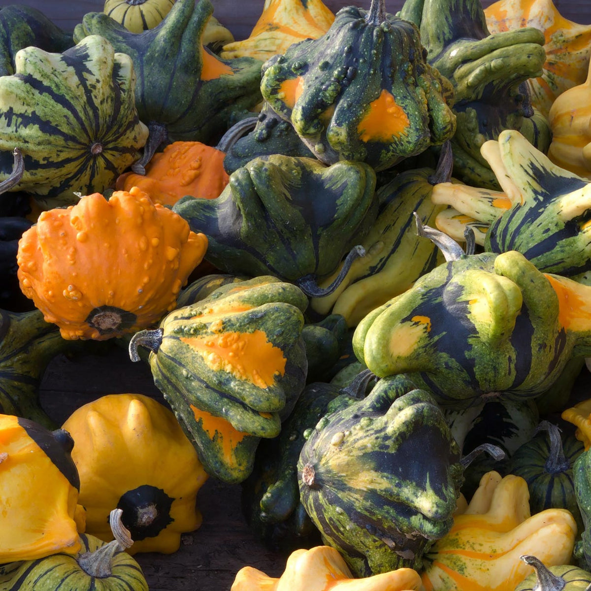 Crown of Thorns Shenot Gourd by MIgardener