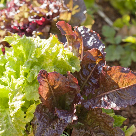 Gourmet Mix Lettuce Seeds (Organic), Garden from Grow Organic