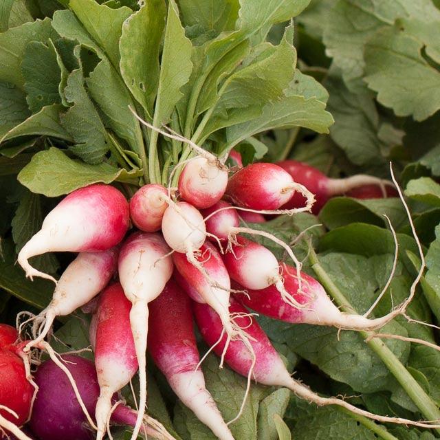 French Breakfast Radish Seeds (Organic), Garden from Grow Organic