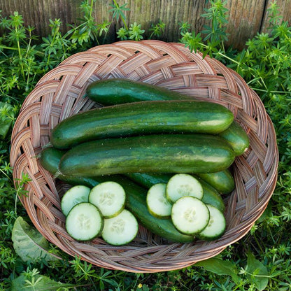 Green Finger Cucumber Seeds (Organic), Garden from Grow Organic