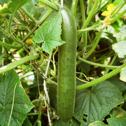 Green Finger Cucumber Seeds (Organic), Garden from Grow Organic