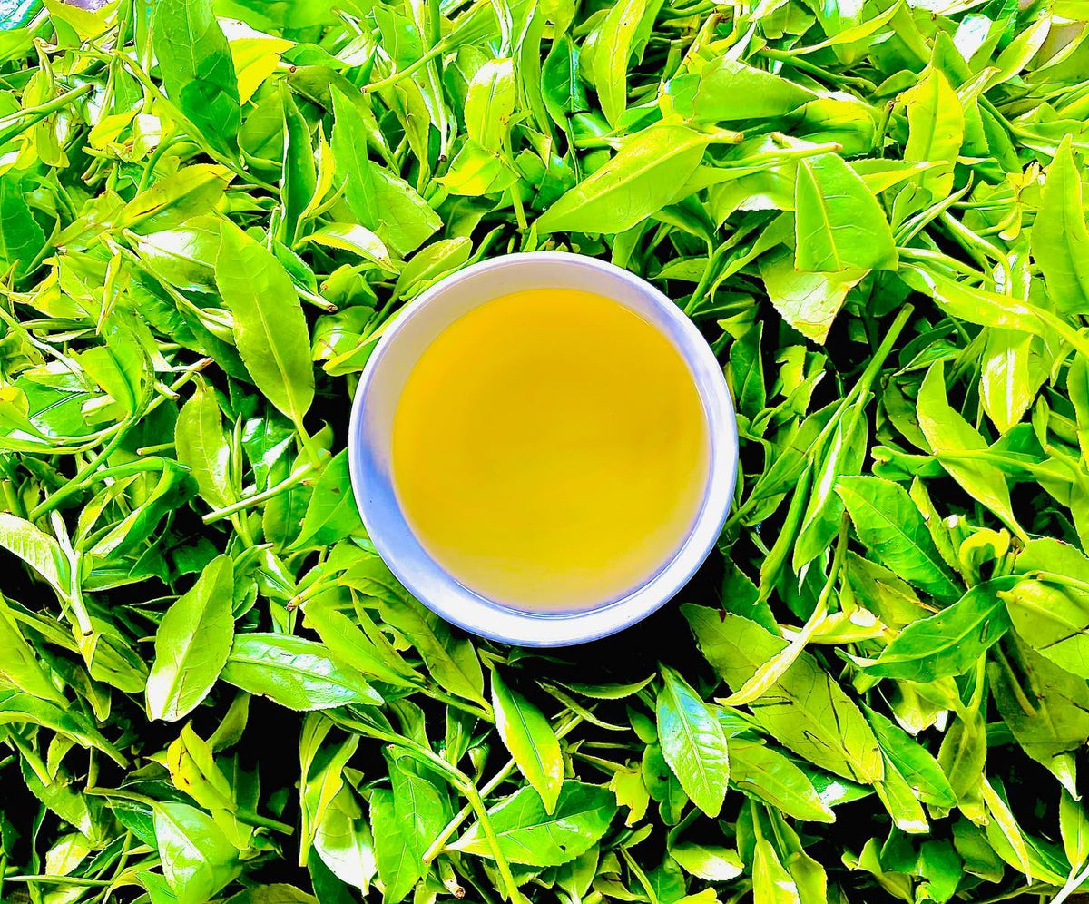Green Tea | Loose Leaf Young Hyson (YH) Green Tea, image 12 of 13