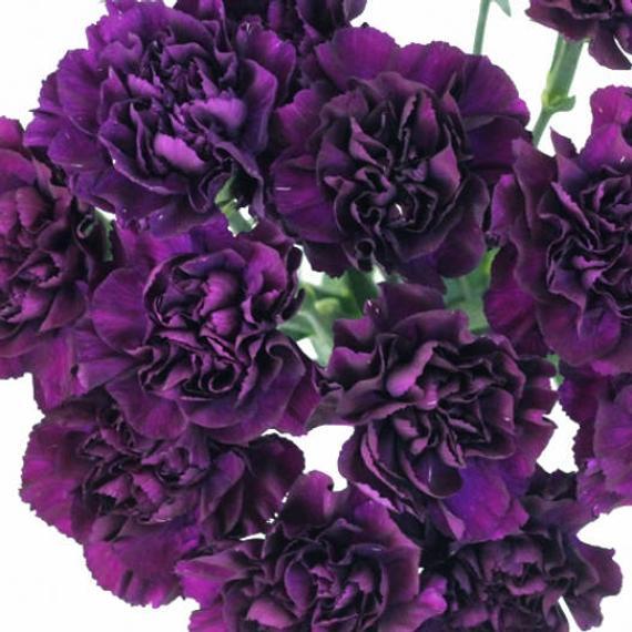 Grenadin King of Blacks Carnation by MIgardener
