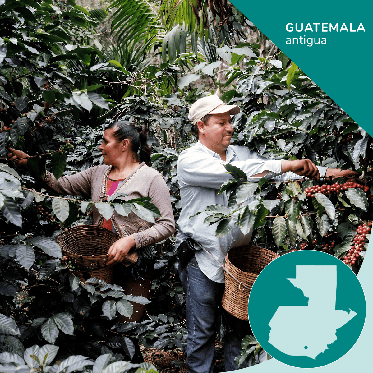 Guatemalan Single-Origin Coffee, Opaqa Antigua Essence, image 3 of 6