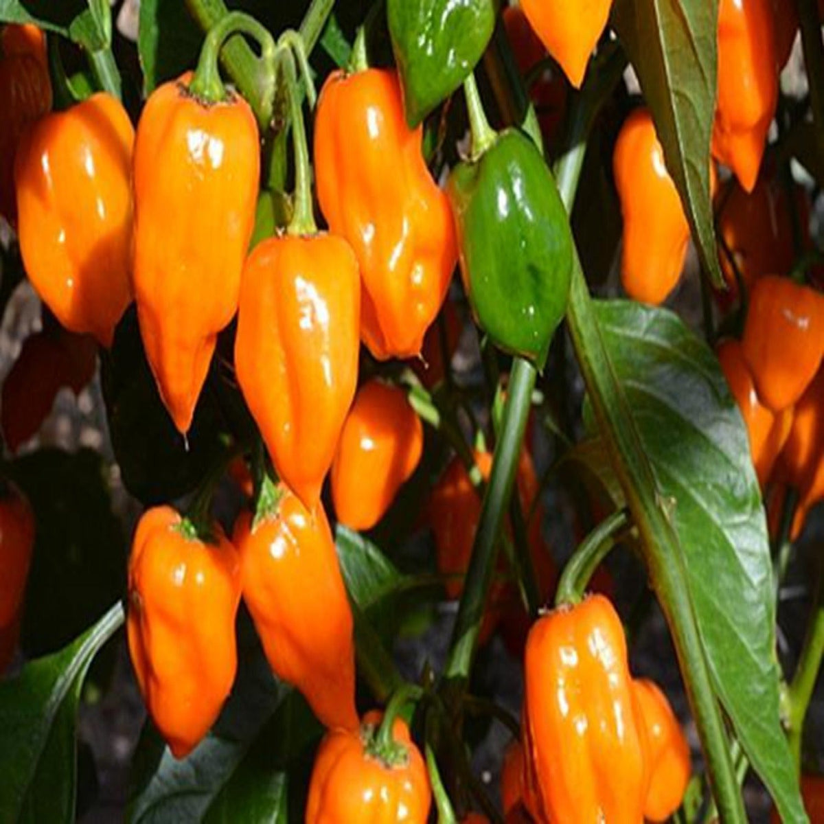 Habanero Orange VERY HOT Pepper Seeds by Papaws Garden Supply