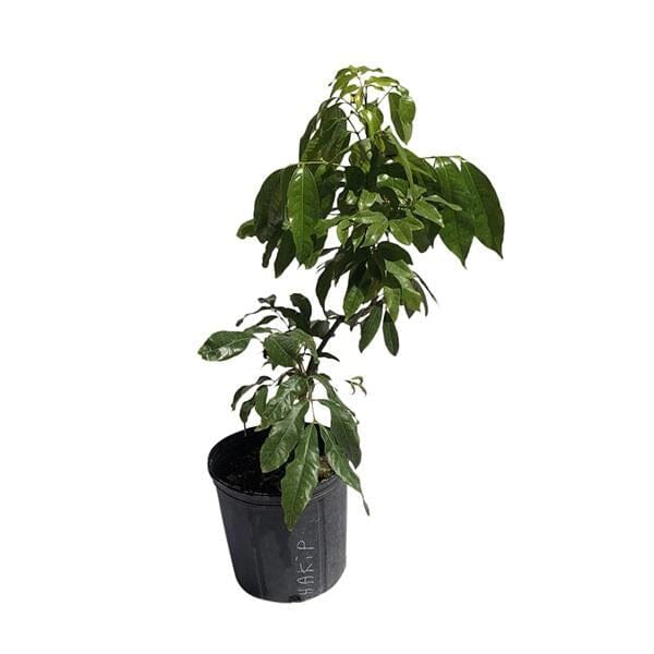 Hakip Lychee Tree, Air-Layered, Fruit Trees from Everglades Farm