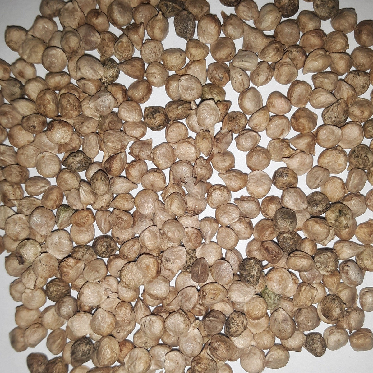 Hammerhead Hybrid Spinach Seeds, image 2 of 5