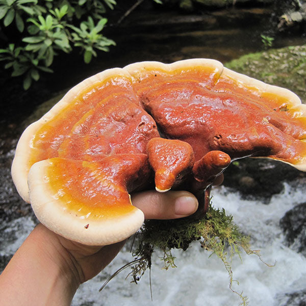 Reishi Mushroom Plugs - (Ganoderma spp.), Garden from Mushroom Mountain