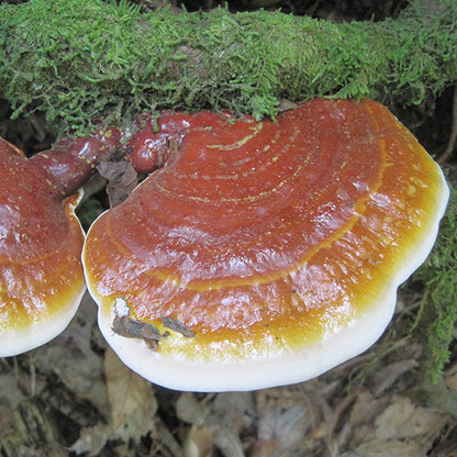 Reishi Mushroom Plugs - (Ganoderma spp.), Garden from Mushroom Mountain