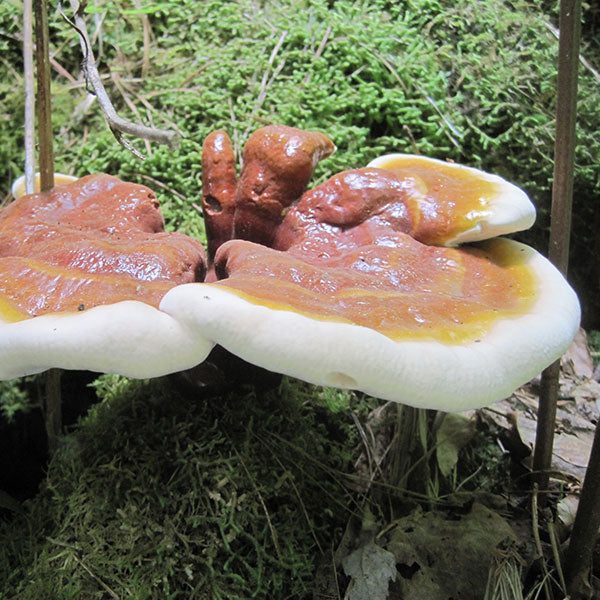 Reishi Mushroom Plugs - (Ganoderma spp.), Garden from Mushroom Mountain