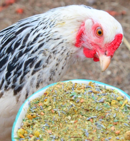 Scent of Spring Nesting Herbs For Backyard Chickens With Lavender, Chamomile, Calendula, and more!, Herbs from Dahlia Pets