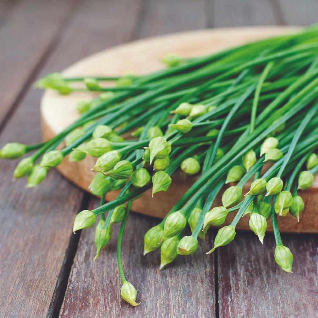 Garlic Chives by MIgardener