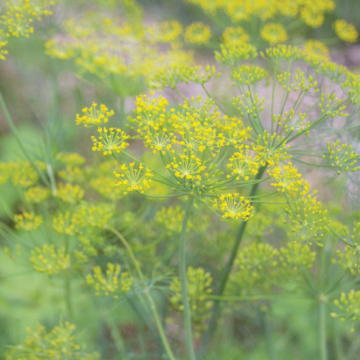 Mammoth Long Island Dill by MIgardener