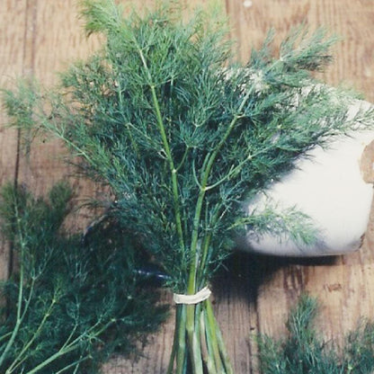 Mammoth Dill Seeds (Organic), Garden from Grow Organic