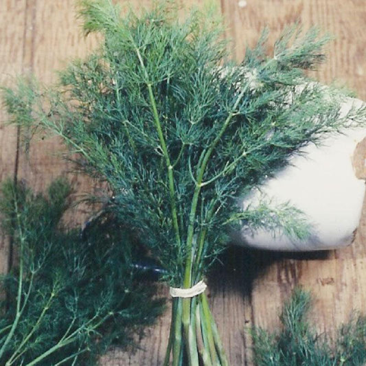 Mammoth Dill Seeds (Organic), Garden from Grow Organic